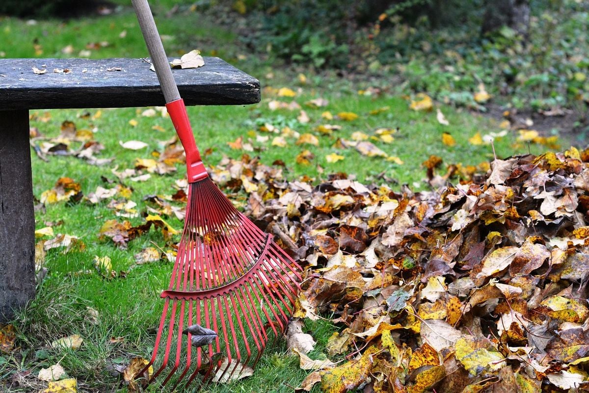 Limpeza de folhas secas no jardim com ancinho e monte de folhas Ancinho e monte de folhas secas no gramado