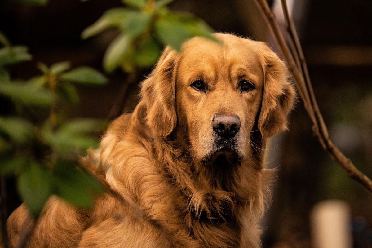 Cachorro de pelagem longa que solta pelo pela casa Cachorro golden retriever deitado em casa, com pelos que soltam e exigem aspiração frequente